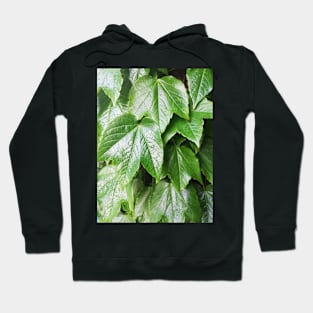 leaves after rain Hoodie